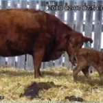 Colin Palmer uses his PTZ (pan, tilt, zoom) camera system to monitor calving pens. The camera system is a step up from his first forays into fixed-view cameras and allows him to read ear tags from up to 140 feet away.