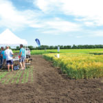 Producers tour Western Winter Wheat Initiative and Ducks Unlimited plots at Carberry’s crop diversification centre this July. The groups hoped to demonstrate the impact of balanced fertility through the plots this year.