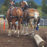 Horse owners can make significant contributions to their horses’ lives every day towards allowing the joints to maintain their own state of health and integrity.
