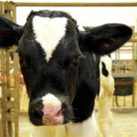 Visitors to the Verwey farm will get up close an personal with dairy calves during Open Farm Day Sep. 15.