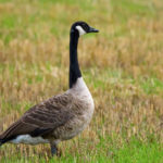 If it is a food supply issue — maybe brought on by a dry summer, for example — the geese may leave early, but that would not be linked to a possible harsh winter.