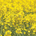 Canola growers might welcome tariffs on China, but in the end it will function more as a tax on Canadian consumers than a punishment for a rule breaking trade partner.