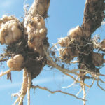 Clubroot spores infect canola roots and produce galls that prevent plants for taking up moisture and nutrients.