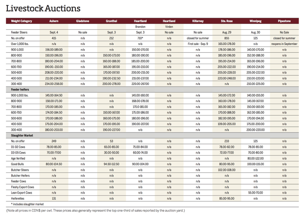 Manitoba cattle markets heat up heading into autumn