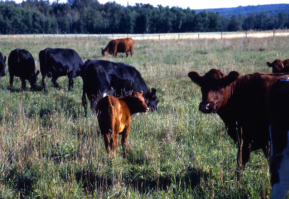 Regenerative agriculture event to return to Brandon