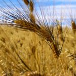 Italian farmers have said Canadian durum might have traces of glyphosate because Canadian farmers sometimes apply it before harvest to kill weeds.