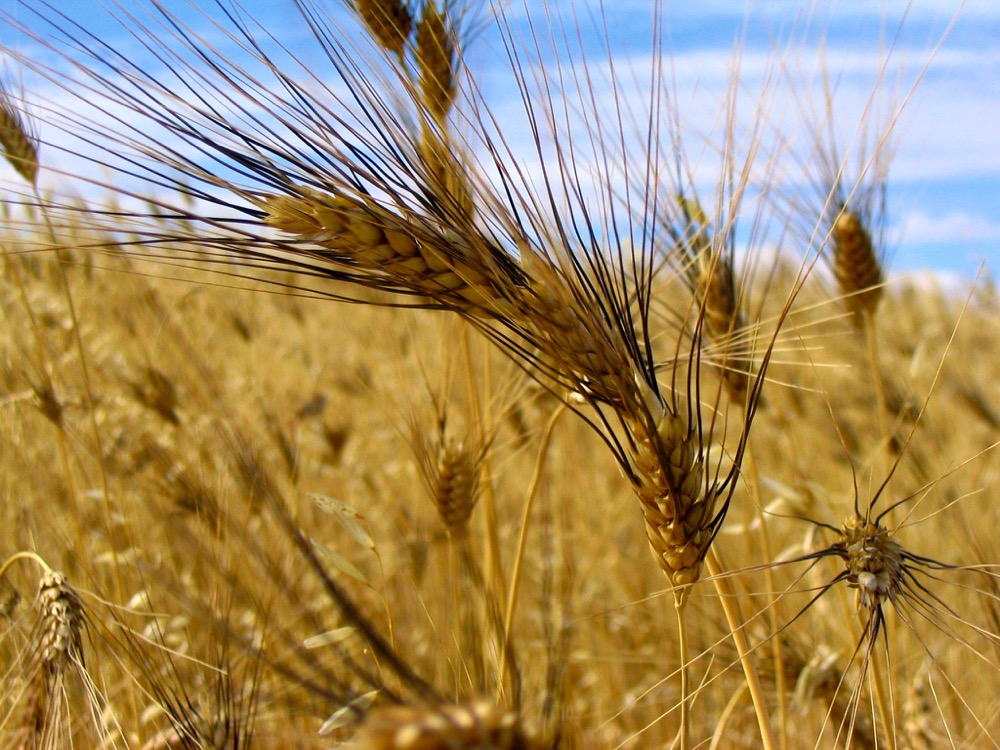 Italian farmers have said Canadian durum might have traces of glyphosate because Canadian farmers sometimes apply it before harvest to kill weeds.