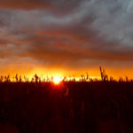 It’s been a hard harvest season for a lot of Manitoba farmers.