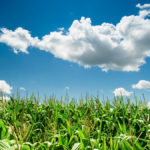 Corn grows on a farm