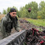 Together, Will and Jen grow loads of harvested beets from his and wife Jen’s organic vegetable CSA garden.