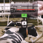 Farmers can see cow data, like this, within their line of vision using augmented reality glasses.