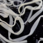 Tapeworms, seen here under a microscope, can cause both animal and human health concerns.