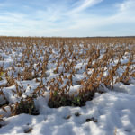 Standing soybeans under a blanket of snow following an early snowfall.