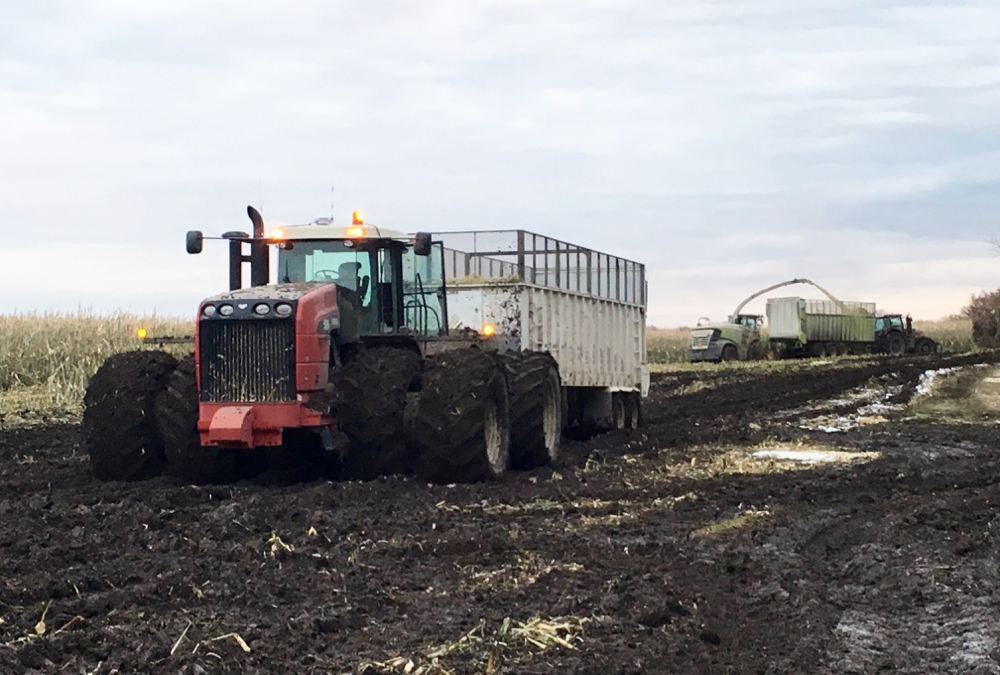 Silage operations near Miami begin again despite the tough conditions after Manitoba’s early brush with winter in mid-October.
