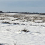 Canola swaths under snow after a freak snowstorm in Manitoba Thanksgiving weekend.