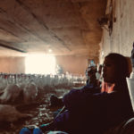 About three dozen animal activists trespassed who illegally entered a barn at the Jumbo Valley Hutterite Colony near Fort MacLeod, Alta., on Sept. 2 in what they called a “Liberation Lockdown.”