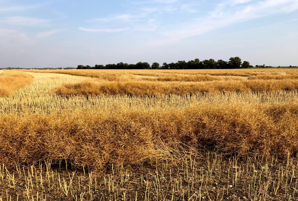 With the number of days in harvest 2019 diminishing, canola prices have had a recent lift.