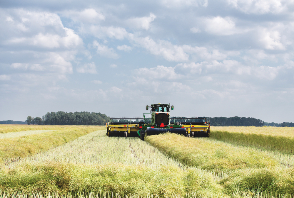New shatter-resistant canola varieties may hold the key to parking your swather.