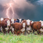 “It’s not that livestock and poultry don’t have an impact. They do. But it’s important to quantify it and report it accurately. Only then can we have public policy for meaningful change.” – Frank Mitloehner