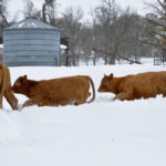 These cows had to engage some high-stepping to cross the yard after a major snowfall covered Manitoba.