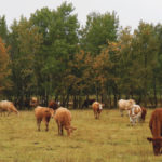 Forage insurance will be getting a sober second look in light of feed shortages in the province.