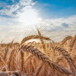 “We have been exporting to Peru for about 40 years and during that time there have been no instances where weed seeds from Canada escaped and started growing in Peru.” – Cam Dahl.