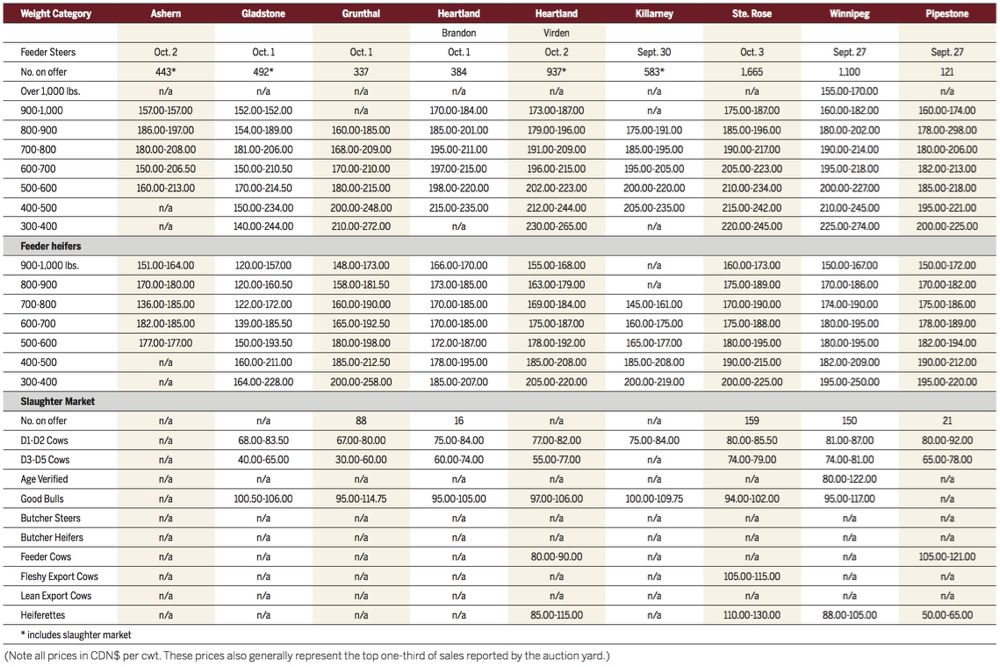 Rain challenges Manitoba cattle auctions