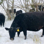 Cattle graze through the snow near Shellmouth, Man., as a forecasted winter storm launches its first salvo on Oct. 9.