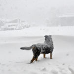 A dog surveys a very different farmyard than it remembers as snow drifts pile up and visibility is dramatically reduced in the snowstorm on Oct. 11.