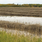 Manitoba farmers haven’t given up on their 2019 crops yet, but a wet September saw harvest grind to a halt last week, including in this canola field near Altamont.