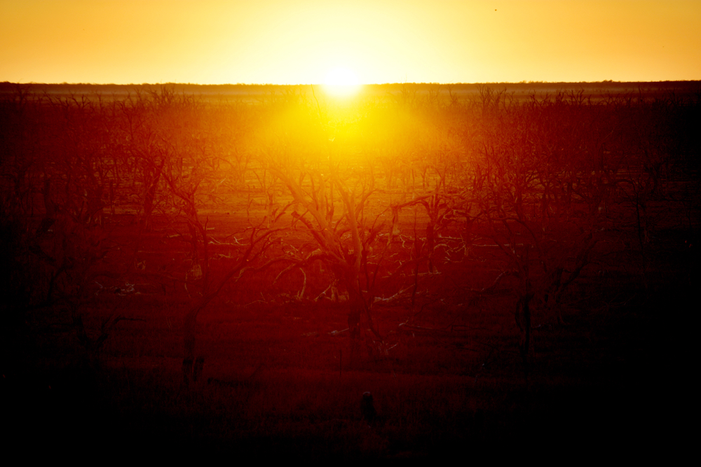The sun rises over dried up lake Pamamaroo, outside of Menindee, Australia, September 2, 2019. Prolonged drought exacerbated by demands on water resources by irrigators and cities means the Darling River (Barka) is running dry. The towns of Menindee and Wilcannia avoid drinking tap water, relying instead on charity donations of 10-litre boxes of water and rain tank water for potable uses.