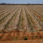 A field is sprinkled with the remnants of cotton after a harvest in Trangie, Australia, September 4, 2019. Drought is weighing on economic growth, and the dire conditions have prompted Australia, a major wheat exporter, to import the grain for the first time in 12 years.