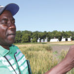 Syngenta’s Canadian wheat breeder Francis Kirigwi inspecting plots at Syngenta’s Elm River Farm in Manitoba in 2013. Syngenta has announced it’s ending its Canadian cereal-breeding program at the end of the year.