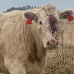 Curtis Gervin was met with an injured cow after going out to feed cattle soon after hunting season started this year. He and his workers have since concluded that the animal was shot.