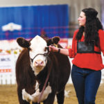 Janelle Gulka of Twin View Polled Herefords leads her favoured bred heifer, Harper, through competition during the 2019 Ag Ex in Brandon.