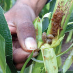 A farmer shows a corn shoot infested with fall armyworm at his farm in Narayangaon village in the western state of Maharashtra, India, Dec. 18, 2018.