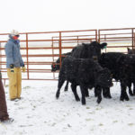 MBFI staff move separated animals towards the final holding pen and head gate chute during a low-stress cattle-handling workshop at their yard near Brookdale in October.