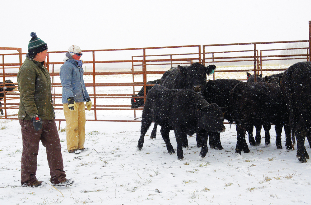 MBFI staff move separated animals towards the final holding pen and head gate chute during a low-stress cattle-handling workshop at their yard near Brookdale in October.