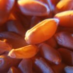 Falling number is not the only specification determining the value of wheat,