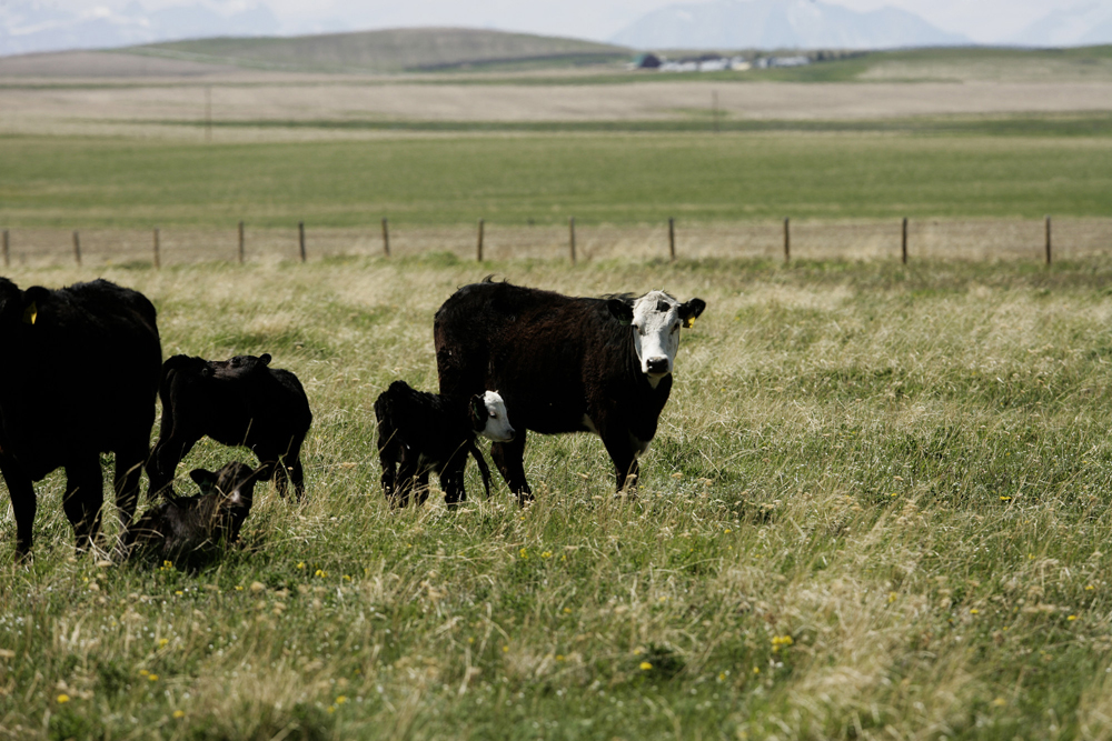 Veterinarians are needed more than ever due to more preventive programs, regulatory and record-keeping requirements, and food safety and animal welfare protocols.
