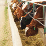 Start stretching feed early in the season to make sure you’re not managing a late-winter crisis, extension staff say.
