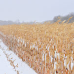 You don’t have to finish harvest before filing your MASC Harvest Production Report. You have until Dec. 2.