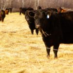 Northern ranchers argue that the regulations undermine long-term security for ranches made up mostly of Crown land.