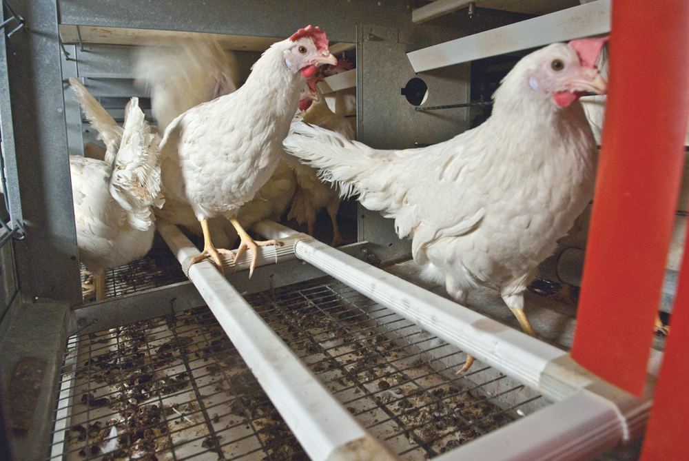 Federated Co-op eggs to bear EQA symbol