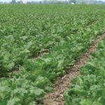 Sugar beets are one of the crops where Vive products are used.