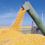 Corn is testing on the lighter side this year, leading to producer concern.