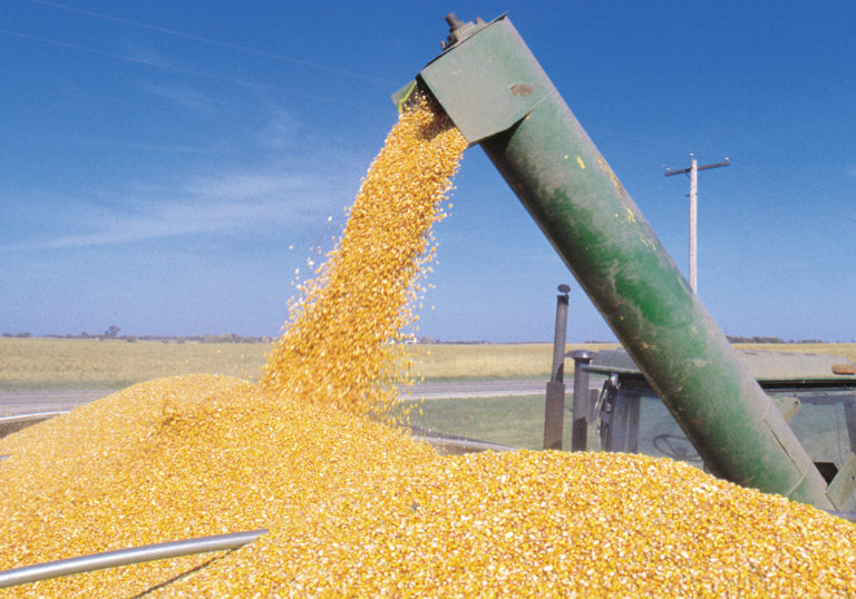 What factors influence corn test weight? Manitoba Cooperator