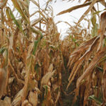 Crops not yet harvested stand out in USDA data