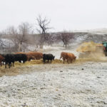 A producer uses a bale processor to feed hay.