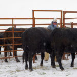 MBFI staff bring cattle through a series of pens during a low-stress cattle-handling workshop last month, including a transitional box to catch any strays before separated cattle are moved on through the system.